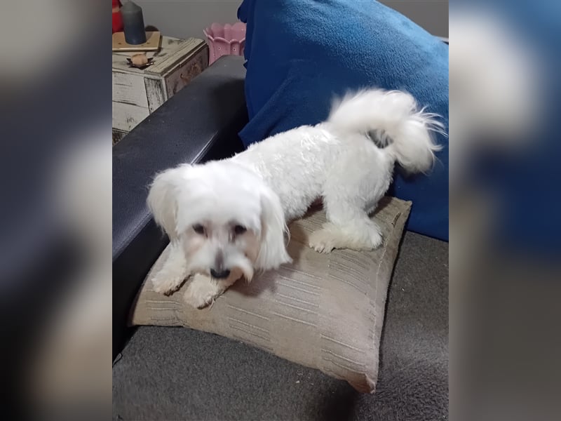 Billy, Malteser, Rüde, geb. 24.11.2023, ca. 26 cm