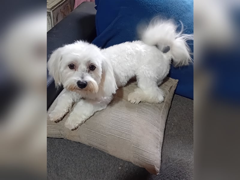 Billy, Malteser, Rüde, geb. 24.11.2023, ca. 26 cm