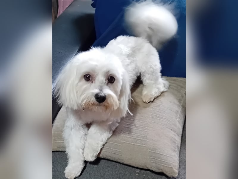 Billy, Malteser, Rüde, geb. 24.11.2023, ca. 26 cm