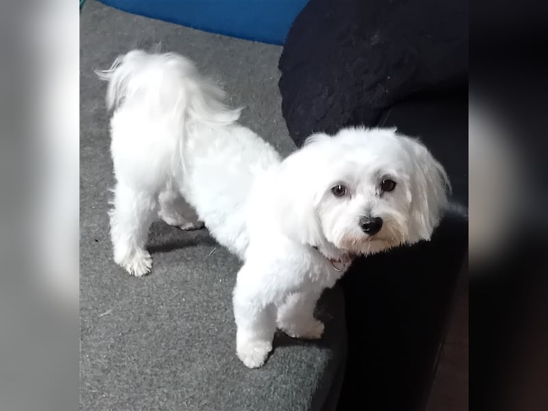 Billy, Malteser, Rüde, geb. 24.11.2023, ca. 26 cm