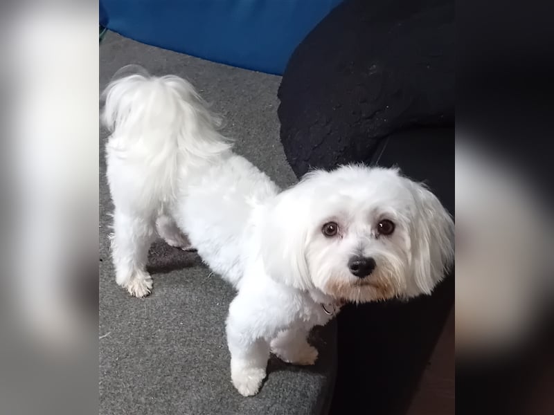 Billy, Malteser, Rüde, geb. 24.11.2023, ca. 26 cm