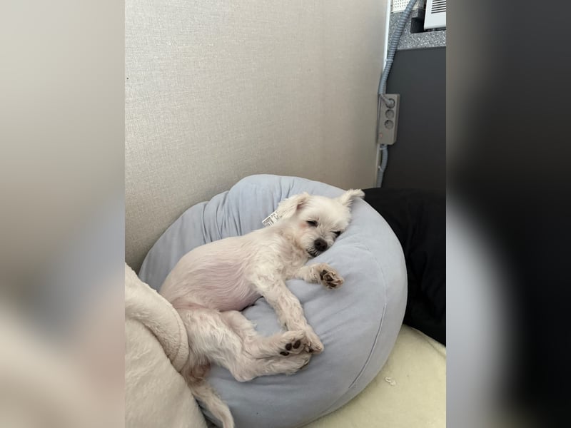 Summer eine liebe Malteserdame,sucht ihre Familie