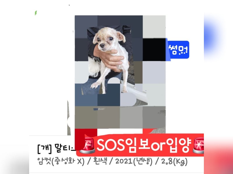 Summer eine liebe Malteserdame,sucht ihre Familie