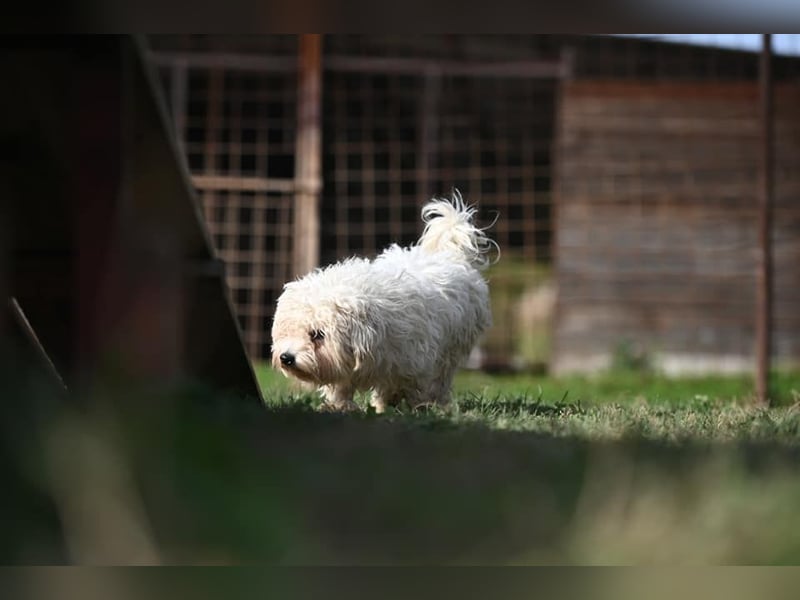 Leo - Malteser sucht sein Zuhause