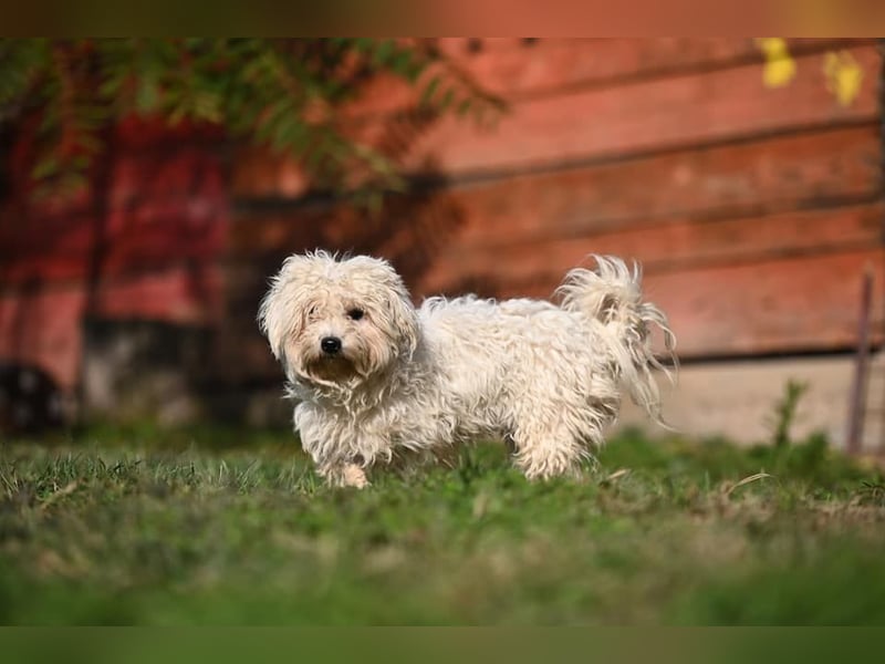 Leo - Malteser sucht sein Zuhause