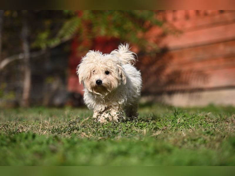 Leo - Malteser sucht sein Zuhause
