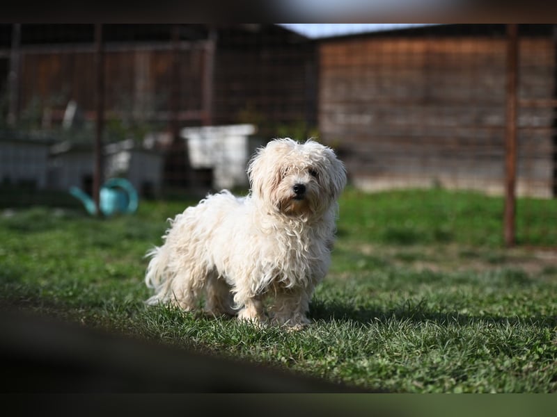 Leo - Malteser sucht sein Zuhause