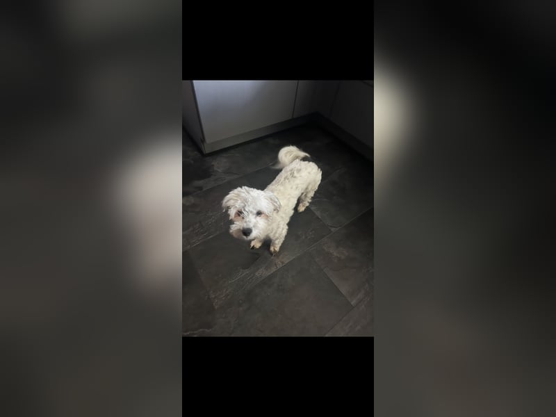 Bounty - Melteser-Terrier-Hündin sucht neues Zuhause
