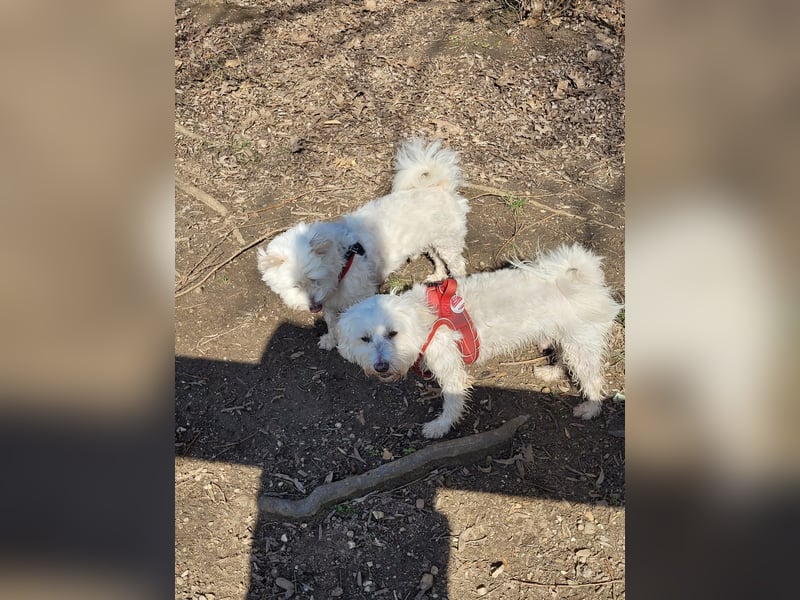Fröhlicher Speedy sucht seine Menschen