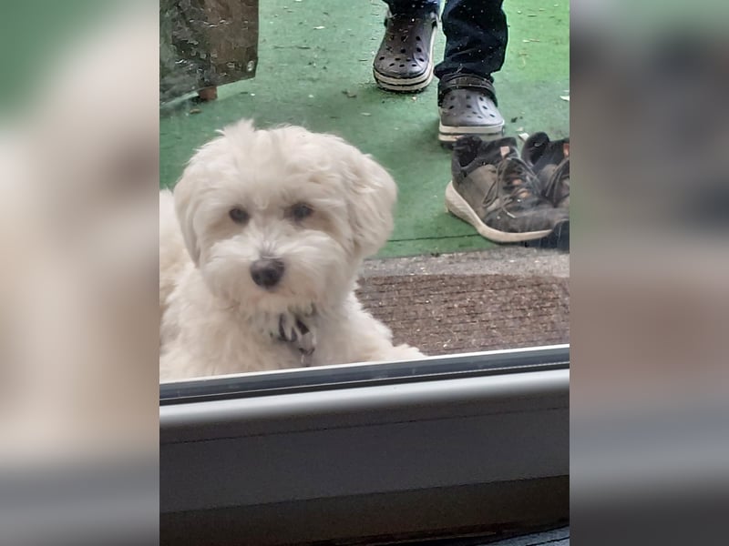 Fröhlicher Speedy sucht seine Menschen