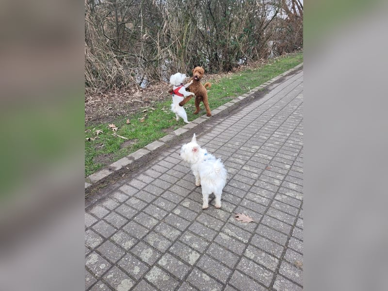 Fröhlicher Speedy sucht seine Menschen