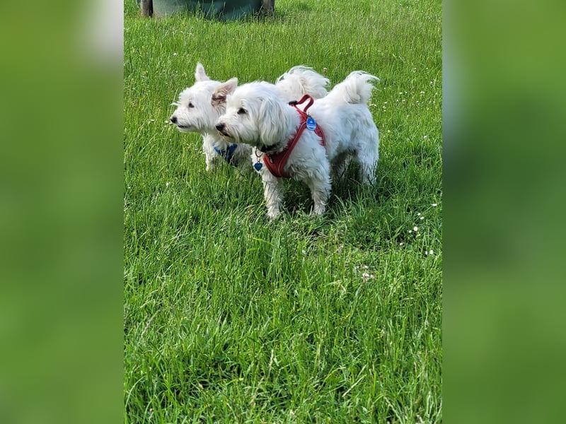 Fröhlicher Speedy sucht seine Menschen