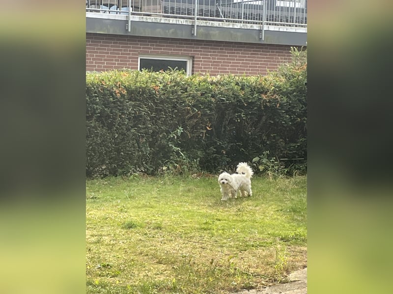 Liebevolles Zuhause für unseren Malteser Bobby gesucht