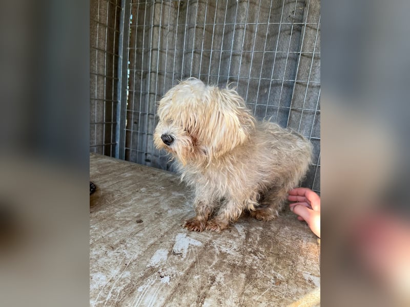 Plastik- PP - Sanfter Malteser-Rüde sucht liebevolles Zuhause