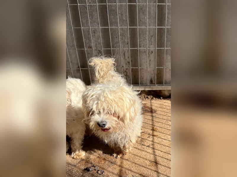 Plastik- PP - Sanfter Malteser-Rüde sucht liebevolles Zuhause