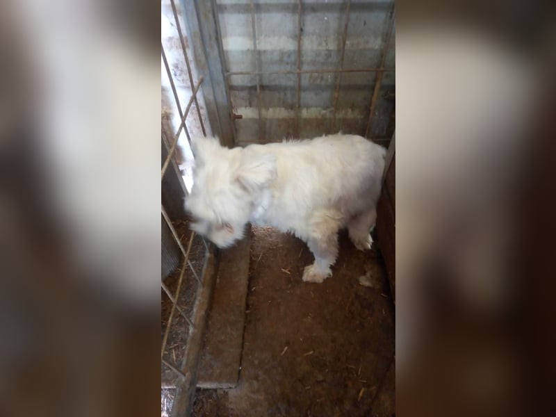 Allegra PP – Zarte Malteserhündin sucht einfühlsames Zuhause mit Herz