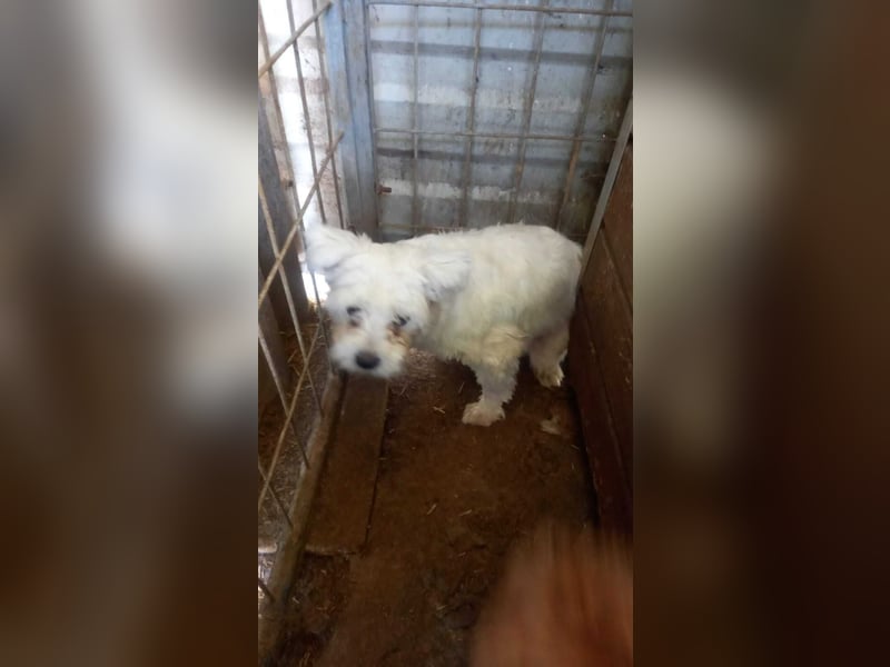 Allegra PP – Zarte Malteserhündin sucht einfühlsames Zuhause mit Herz