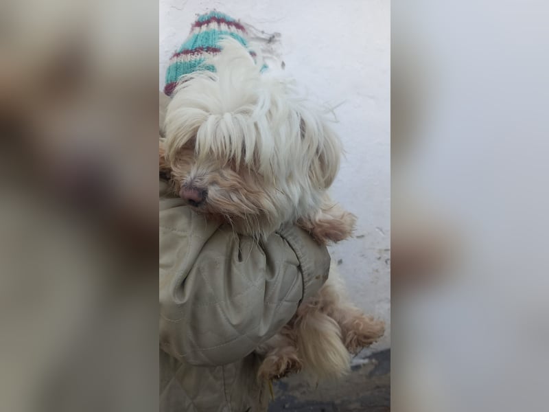 Bella 2-PP, kleine Wuschelmaus sucht Familie