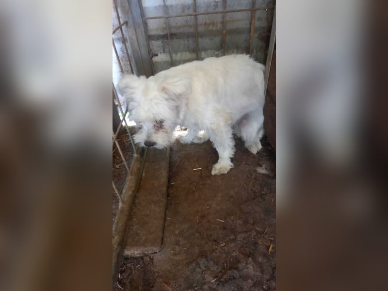 Allegra PP – Zarte Malteserhündin sucht einfühlsames Zuhause mit Herz