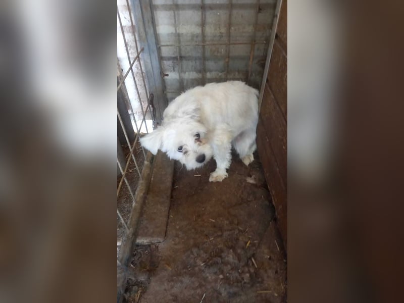 Allegra PP – Zarte Malteserhündin sucht einfühlsames Zuhause mit Herz