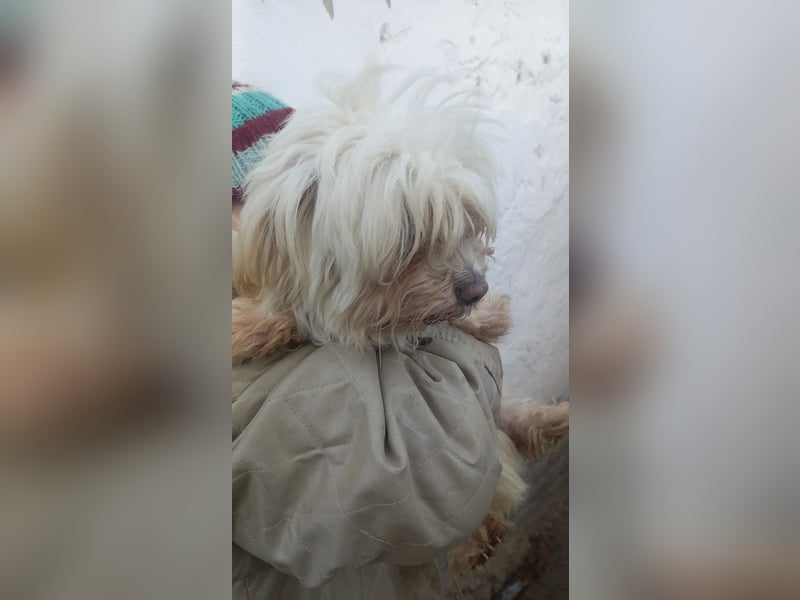 Bella 2-PP, kleine Wuschelmaus sucht Familie