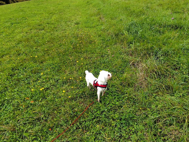 Malteserhündin sucht souveränes, ruhiges Zuhause!