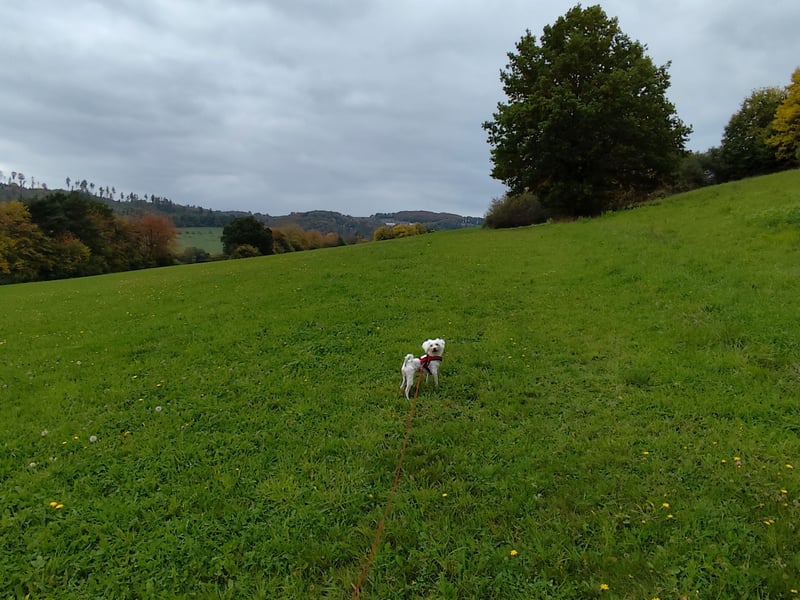 Malteserhündin sucht souveränes, ruhiges Zuhause!