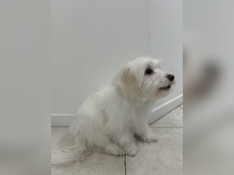 Liebevoller Malteser-Rüde sucht ein neues Zuhause
