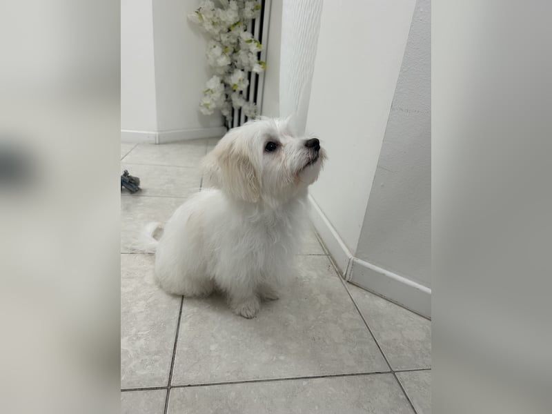 Liebevoller Malteser-Rüde sucht ein neues Zuhause