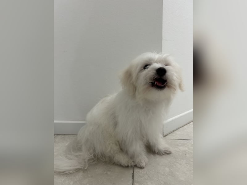 Liebevoller Malteser-Rüde sucht ein neues Zuhause
