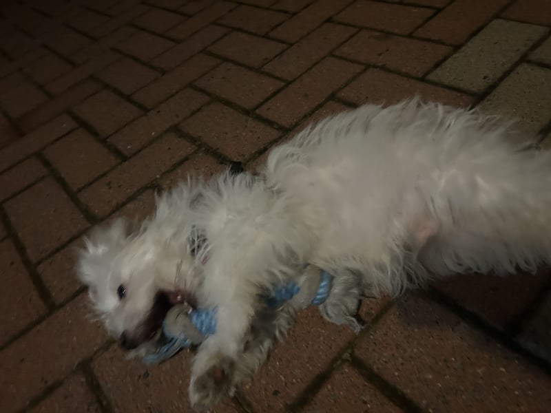 Liebevoller Malteser-Rüde sucht ein neues Zuhause