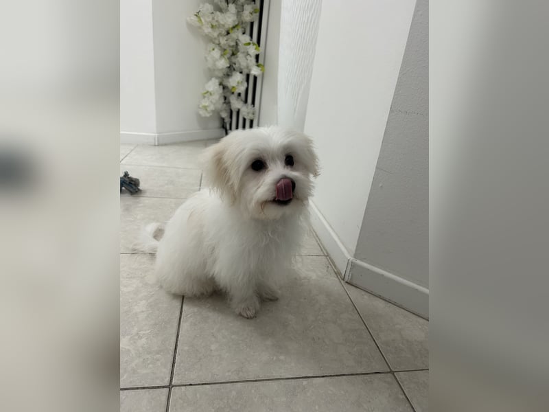 Liebevoller Malteser-Rüde sucht ein neues Zuhause