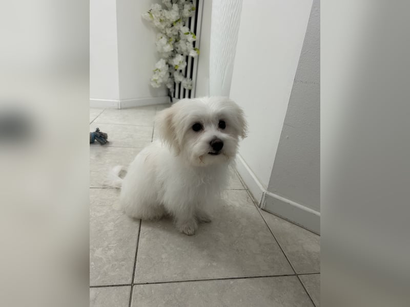 Liebevoller Malteser-Rüde sucht ein neues Zuhause