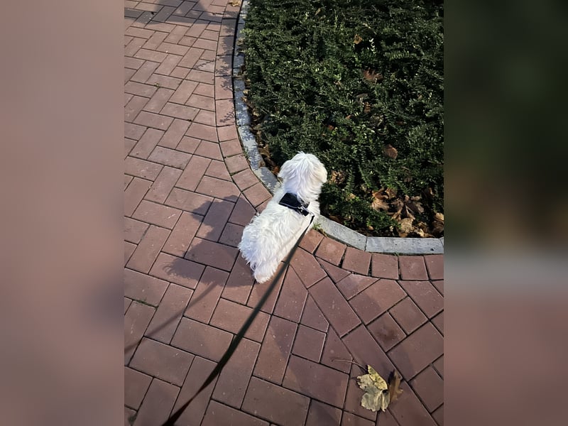 Liebevoller Malteser-Rüde sucht ein neues Zuhause