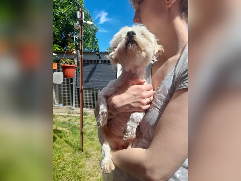Bali. lieber Malteser Rüde geb. 05/2017