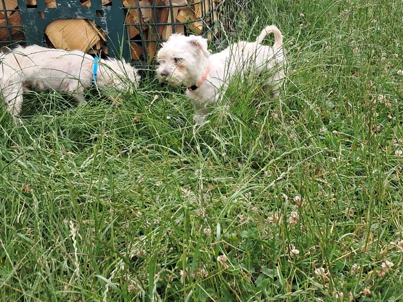 Szofi, aufgeweckte, kleine Malteser Hündin geb. 07/2018