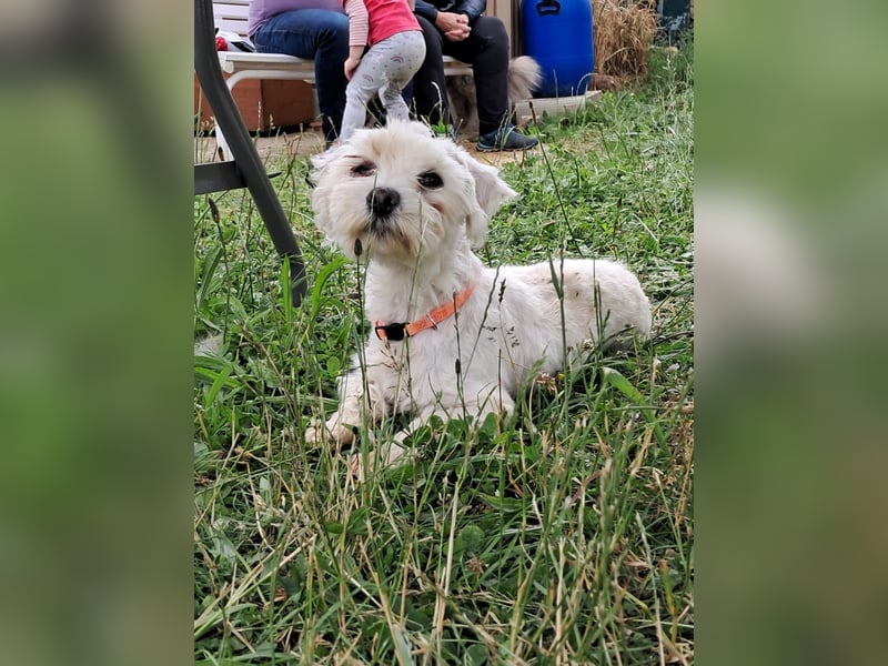 Szofi, aufgeweckte, kleine Malteser Hündin geb. 07/2018