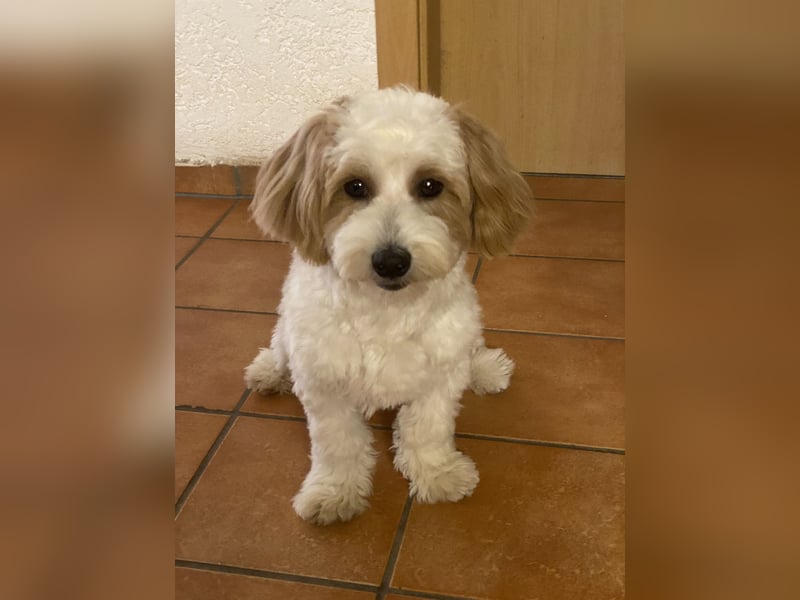 Malteser-Rüden,