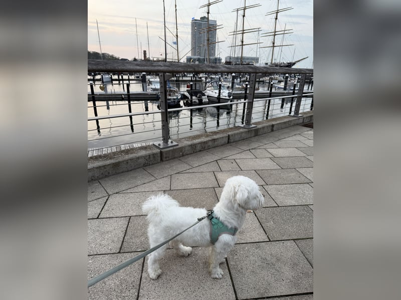 Unser Malteser Teddy sucht sein für immer Zuhause!