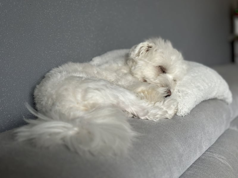 Unser Malteser Teddy sucht sein für immer Zuhause!