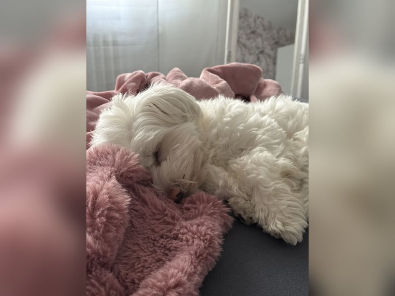 Unser Malteser Teddy sucht sein für immer Zuhause!