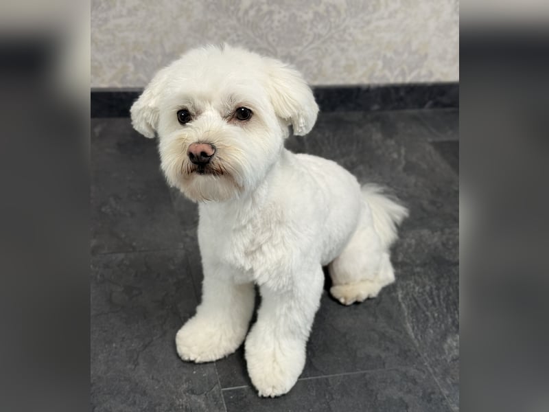 Unser Malteser Teddy sucht sein für immer Zuhause!