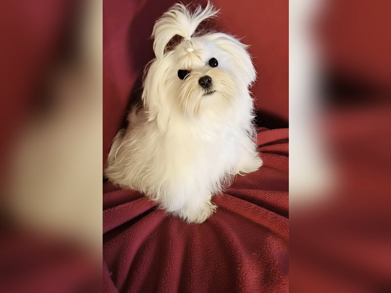 Malteser mit Ahnentafel