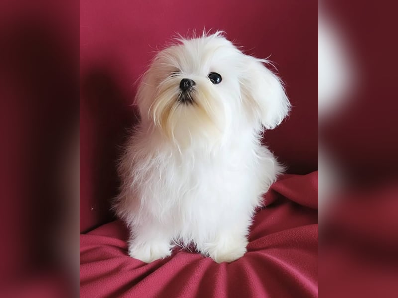 Malteser mit Ahnentafel