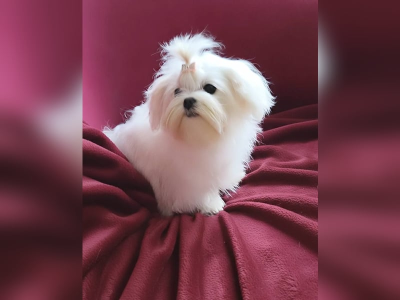 Malteser mit Ahnentafel