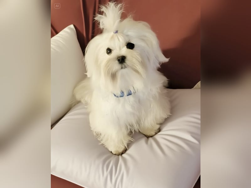 Malteser mit Ahnentafel