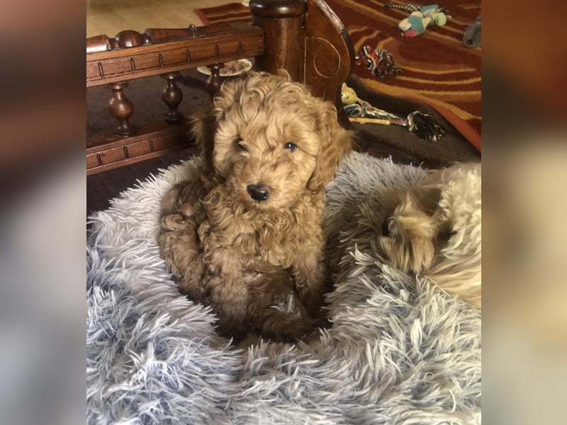 Teddy , wunderschöne, verschmuste reinrassige Maltipoo, Toypuder Welpe