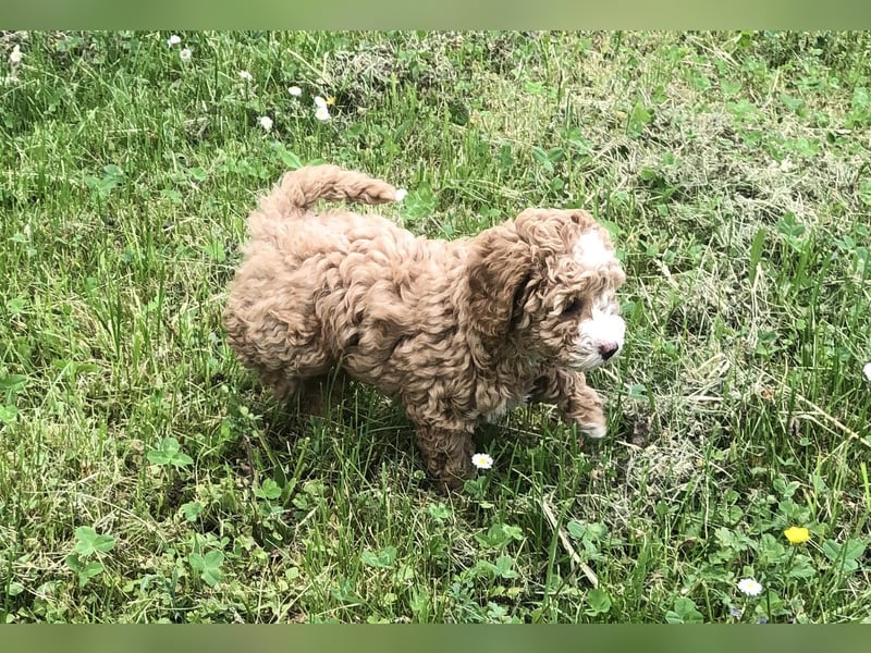 "Wunderschöne, verschmuste reinrassige Maltipoo  Welpe"