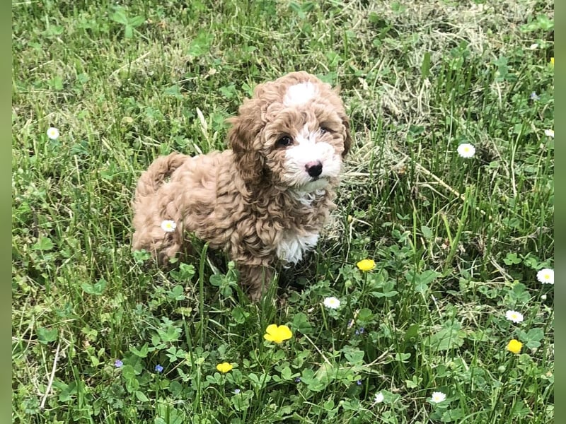 "Wunderschöne, verschmuste reinrassige Maltipoo  Welpe"