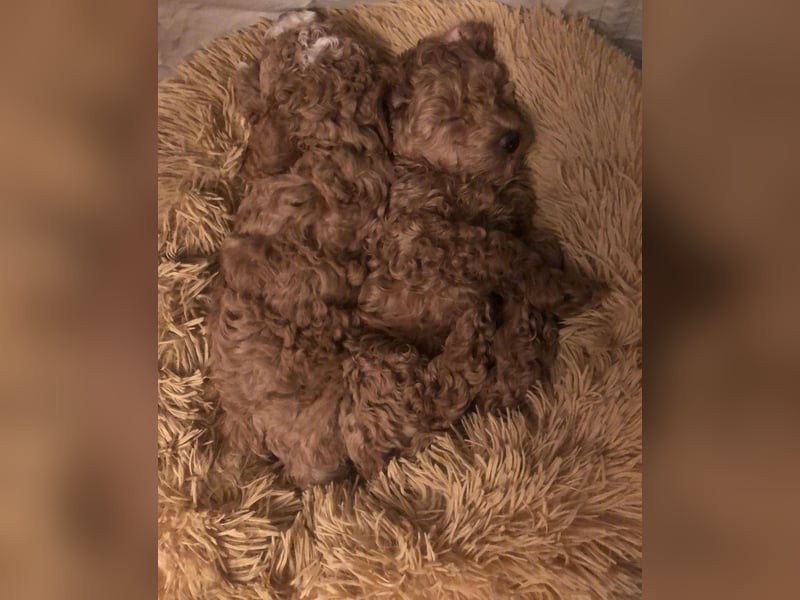 Teddy , wunderschöne, verschmuste reinrassige Maltipoo, Toypuder Welpe